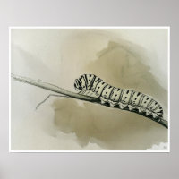 Monarch Caterpillar Art Print