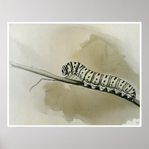 Monarch Caterpillar Art Print