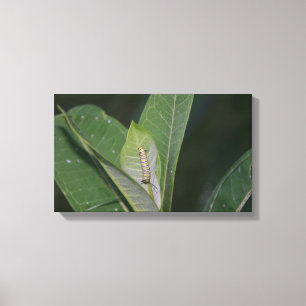 Monarch Caterpillar canvas print