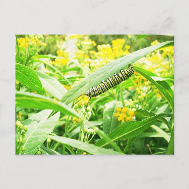 Monarch Caterpillar (Danaus plexippus) Postcard (Front)