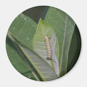 Monarch Caterpillar magnet