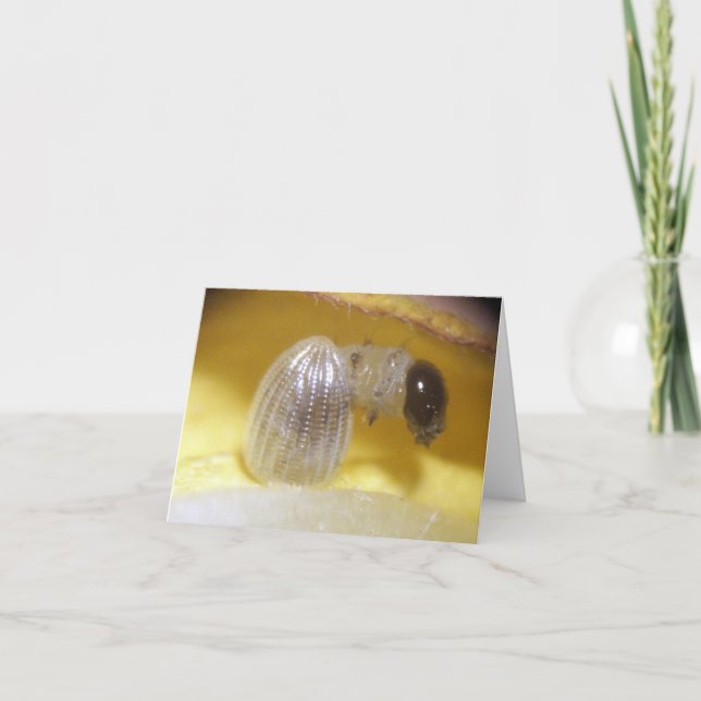 Monarch Caterpillar Note Card (Front)