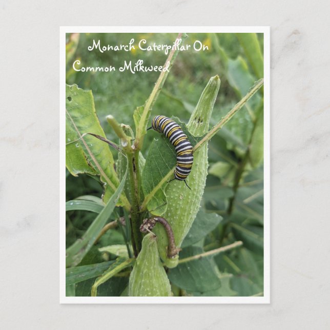 Monarch Caterpillar On Common Milkweed Postcard (Front)
