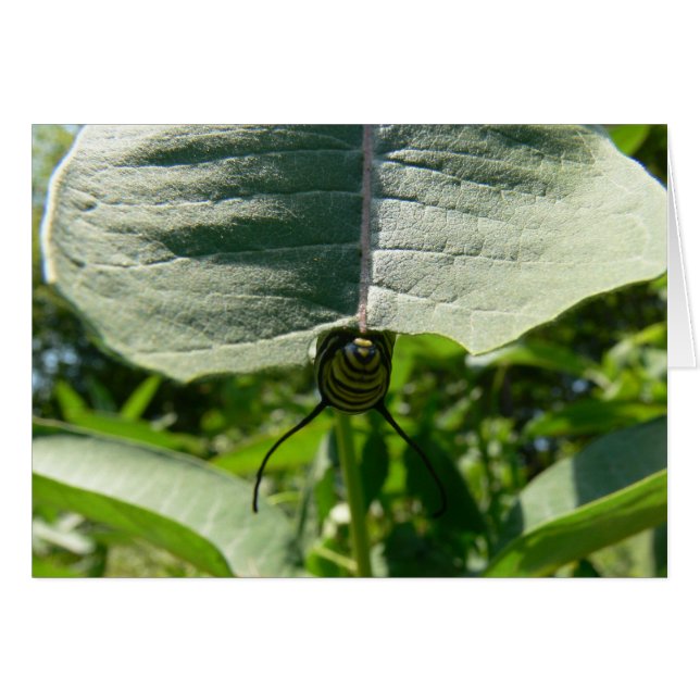 Monarch Caterpillar on Milkweed (Front Horizontal)