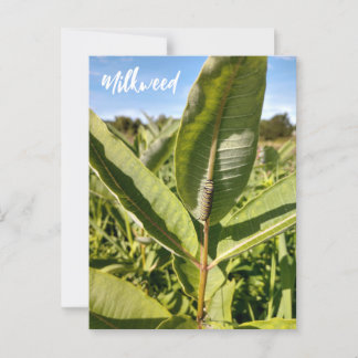 Monarch Caterpillar On Milkweed Postcard