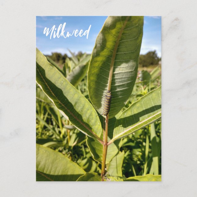 Monarch Caterpillar On Milkweed Postcard (Front)