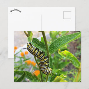 Monarch Caterpillar Postcard