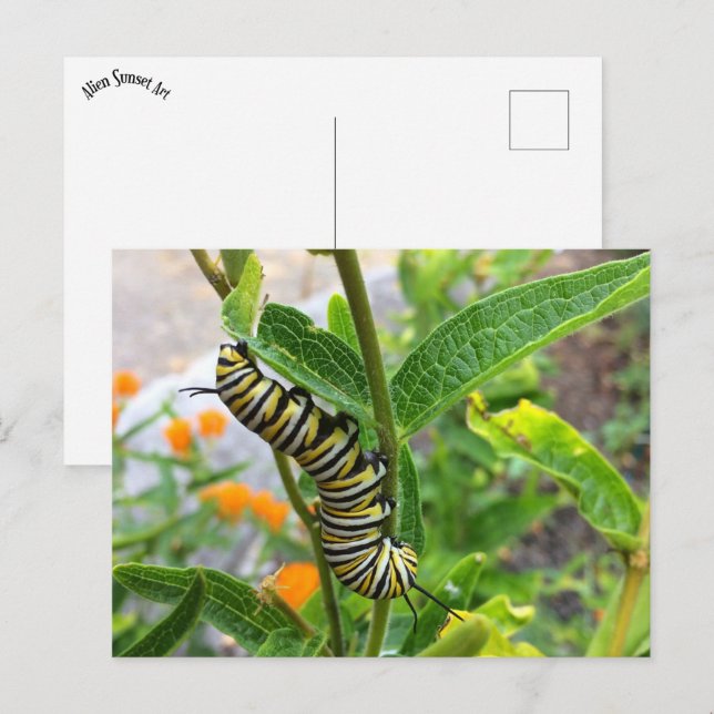 Monarch Caterpillar Postcard (Front/Back)