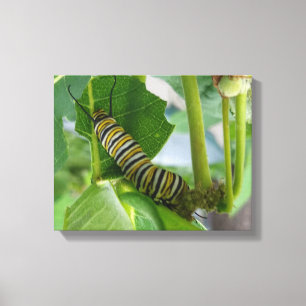 Monarch caterpillar Wrapped Canvas
