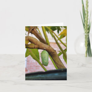 Monarch chrysalis note card