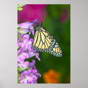 Monarch Danaus Plexippus Poster