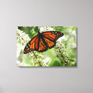 Monarch dancing on Milk Weed Canvas Print
