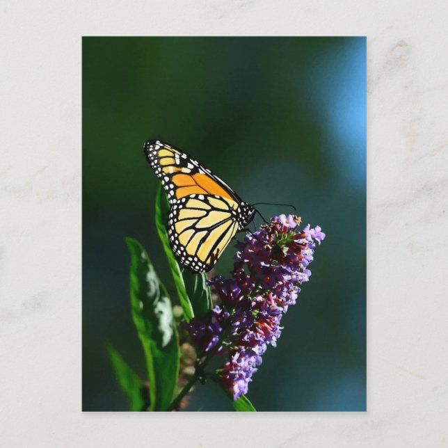 Monarch Flutters Vertical Postcard (Front)