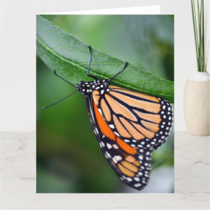 Monarch Greeting Card