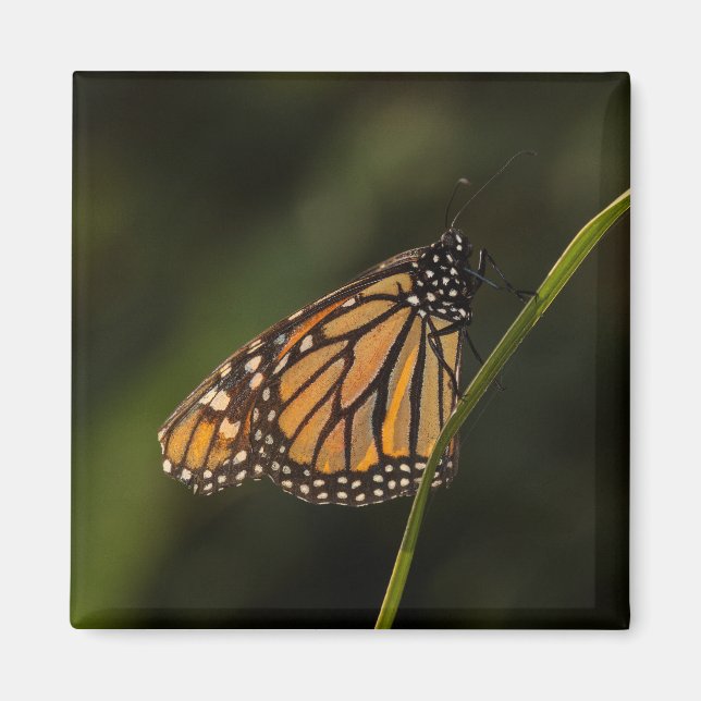 Monarch in backlight magnet (Front)