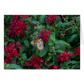 Monarch in Motion