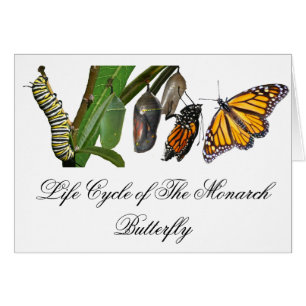 MONARCH LIFE CYCLE