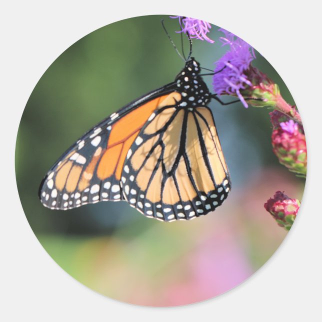 Monarch lunch classic round sticker (Front)