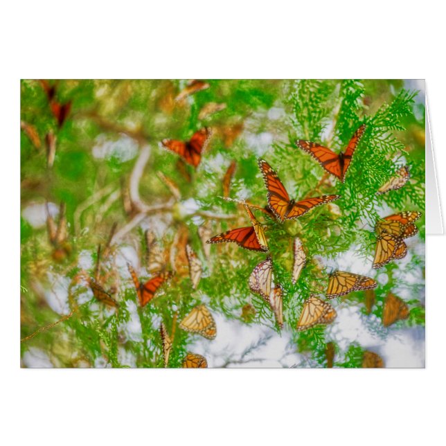 Monarch Montage (Front Horizontal)