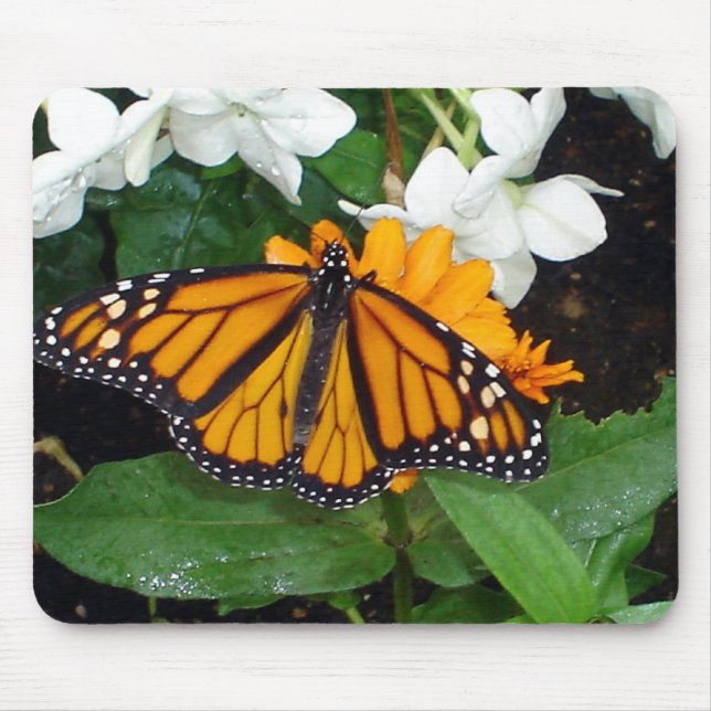 Monarch Mousepad (Front)