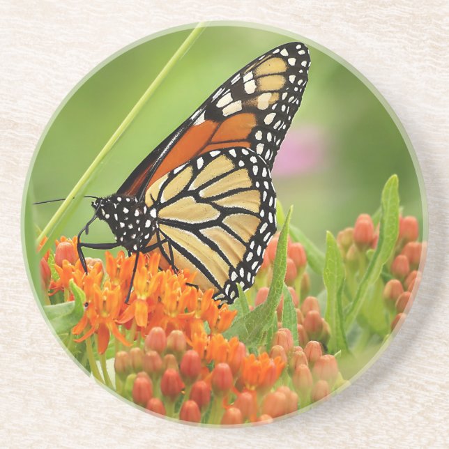 Monarch on Butterfly Weed Coaster (Front)