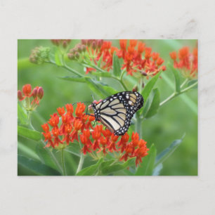 Monarch on Butterfly Weed Postcard