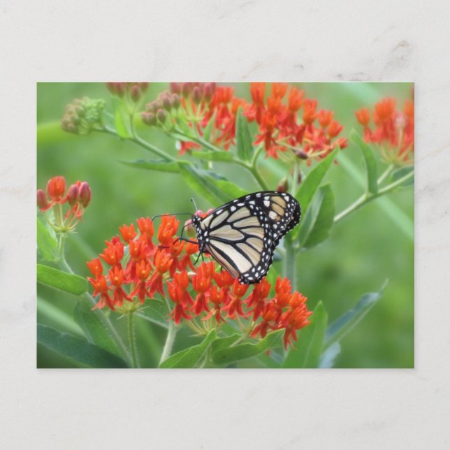 Monarch on Butterfly Weed Postcard (Front)
