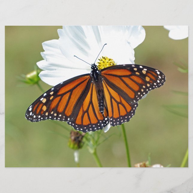 Monarch on Cosmos (Front)