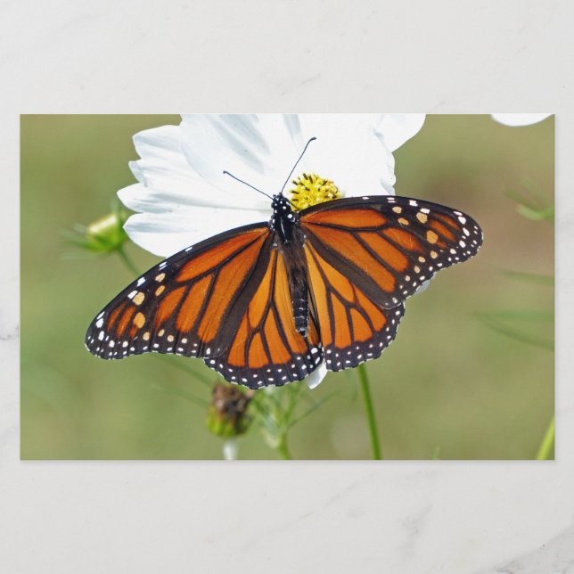 Monarch on Cosmos Stationery (Front)