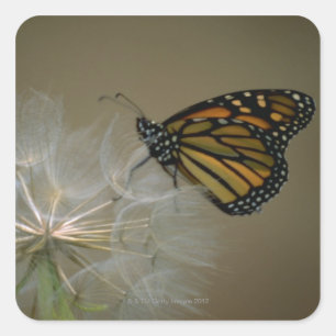 Monarch on Dandelion Square Sticker