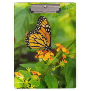 Monarch On Lantana Clipboard