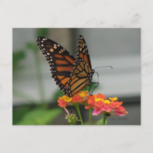 Monarch on Lantana Postcard
