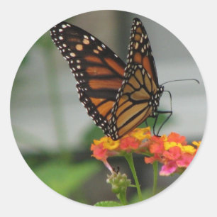 Monarch on Lantana Sticker