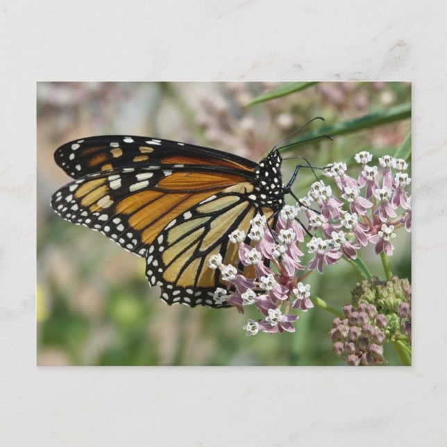 Monarch on Milkweed Postcard (Front)