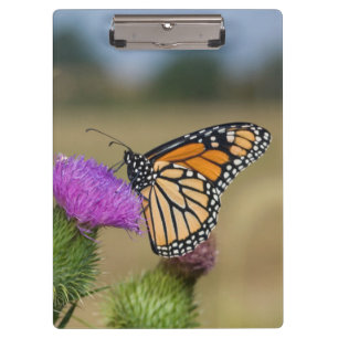 Monarch on pasture Thistle Prairie Ridge Clipboard