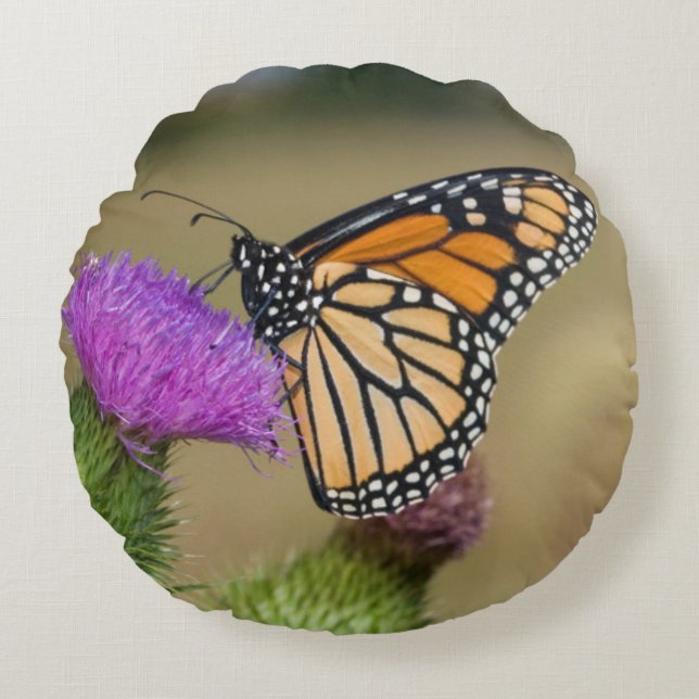 Monarch on pasture Thistle Prairie Ridge Round Cushion (Front)