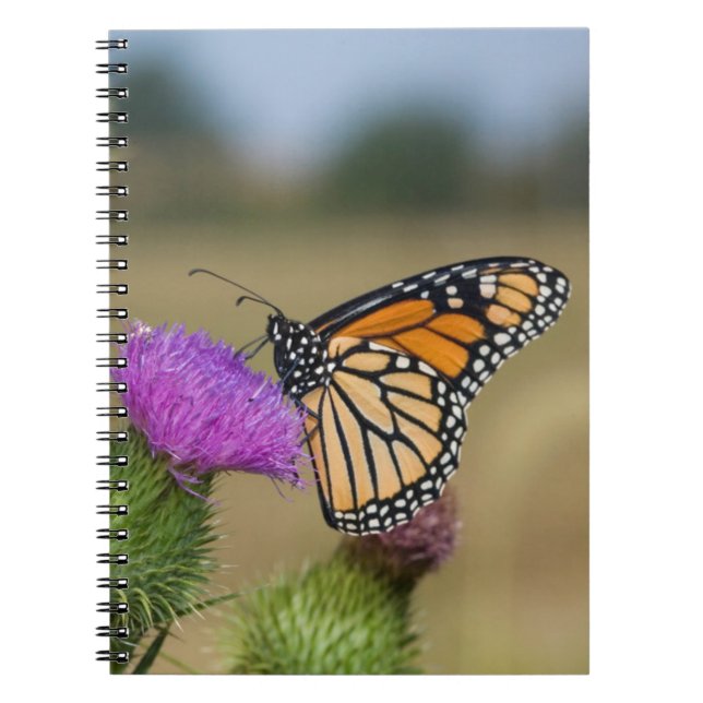 Monarch on pasture Thistle Prairie Ridge Spiral Notebook (Front)