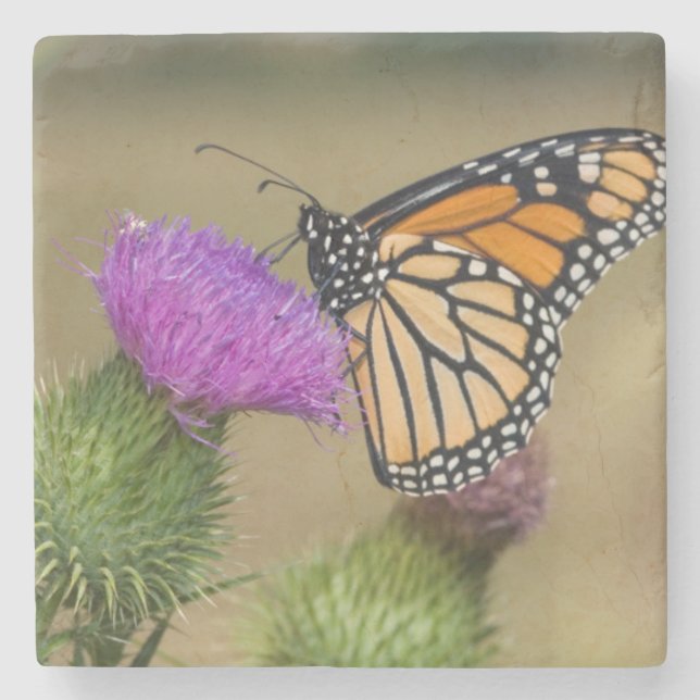 Monarch on pasture Thistle Prairie Ridge Stone Coaster (Front)