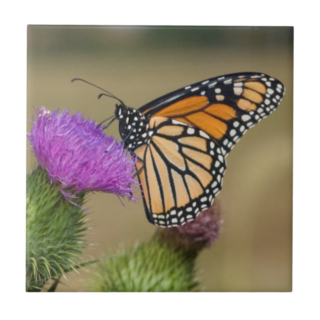 Monarch on pasture Thistle Prairie Ridge Tile (Front)