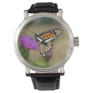 Monarch on pasture Thistle Prairie Ridge Watch