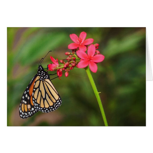 Monarch on Penta flowers (Front Horizontal)