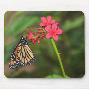Monarch on Penta flowers Mouse Pad