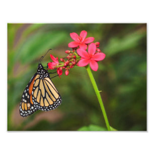 Monarch on Penta flowers Photo Print