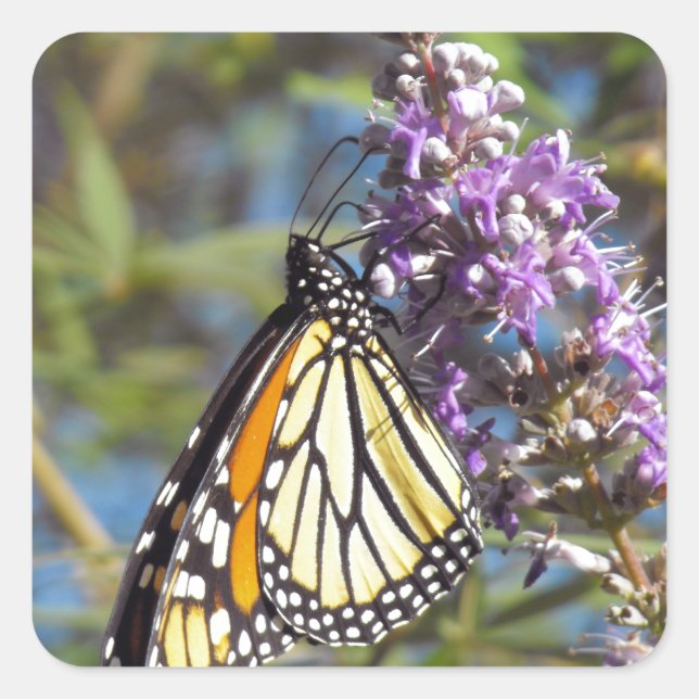 Monarch on Vitex Square Sticker (Front)