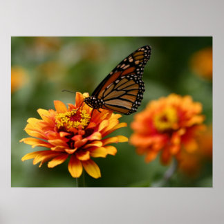 Monarch on Zinnia elegans ‘Zowie’ Poster