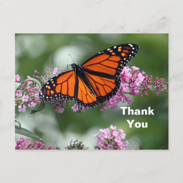 Monarch Orange Butterfly Floral Photo Thank You Postcard (Front)