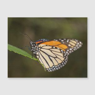 Monarch perched on a leaf