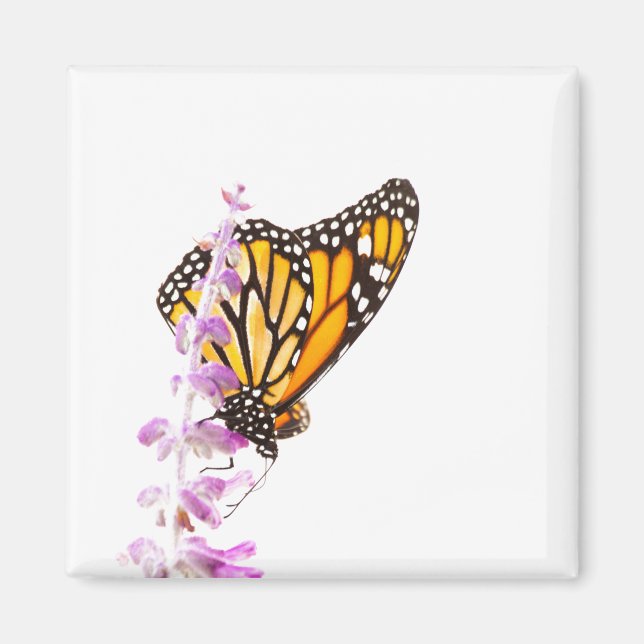 Monarch perched on lavender magnet (Front)