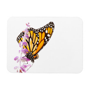 Monarch perched on lavender magnet