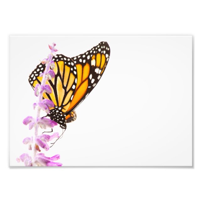 Monarch perched on lavender photo print (Front)
